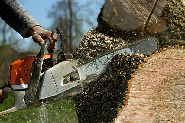 Tree Service Company in Bay Point, CA